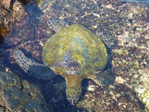 Green sea turtle