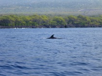 Bottle nose dolphin
