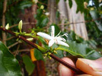 Coffee Flower