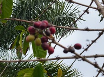 Ripe Coffee Beans