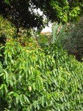 Coffee Trees