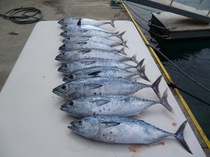 The catch - skipjack tuna.