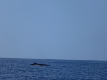 Humpback whale