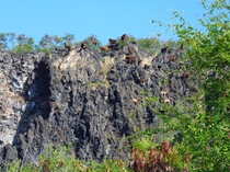 Wild goats on lava flow
