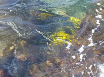 Yellow tangs