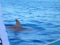 Bottle nose dolphin 2